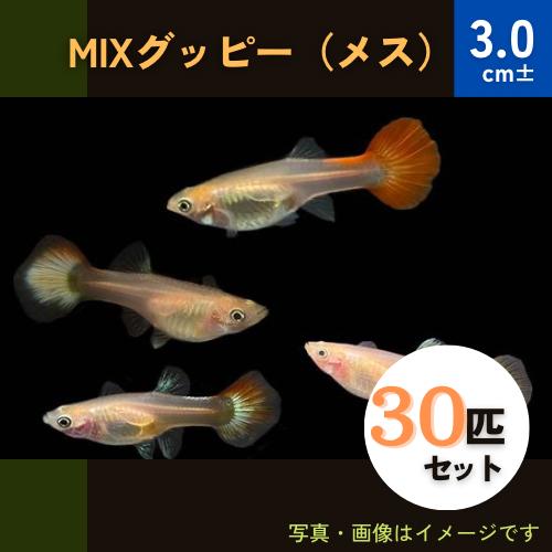 熱帯魚 グッピー ミックスグッピー メスのみ 大きさ 3cm 30匹 色 柄 品種指定不可 K 増子水景 通販 Yahoo ショッピング