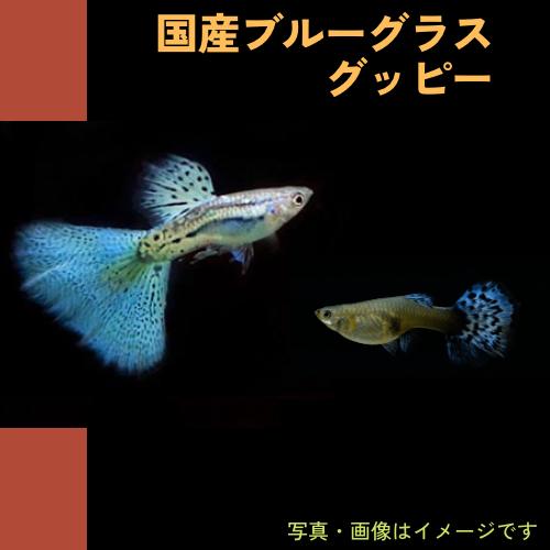 熱帯魚 メダカ グッピー 国産ブルーグラスグッピー １ペア K 増子水景 通販 Yahoo ショッピング