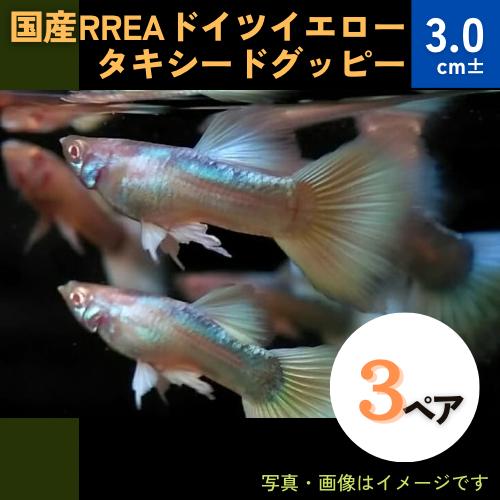 熱帯魚 グッピー 国産rreaドイツイエロータキシードグッピー アダルトサイズ 3ペア K 増子水景 通販 Yahoo ショッピング