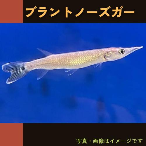 熱帯魚 カラシン ブラントノーズガー 6ｃｍ 1匹 Ka0017 増子水景 通販 Yahoo ショッピング
