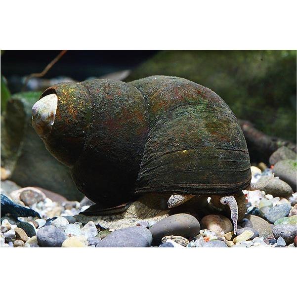 貝 コケ取り オオタニシ ４ｃｍ 5個 Kai09 0904 増子水景 通販 Yahoo ショッピング