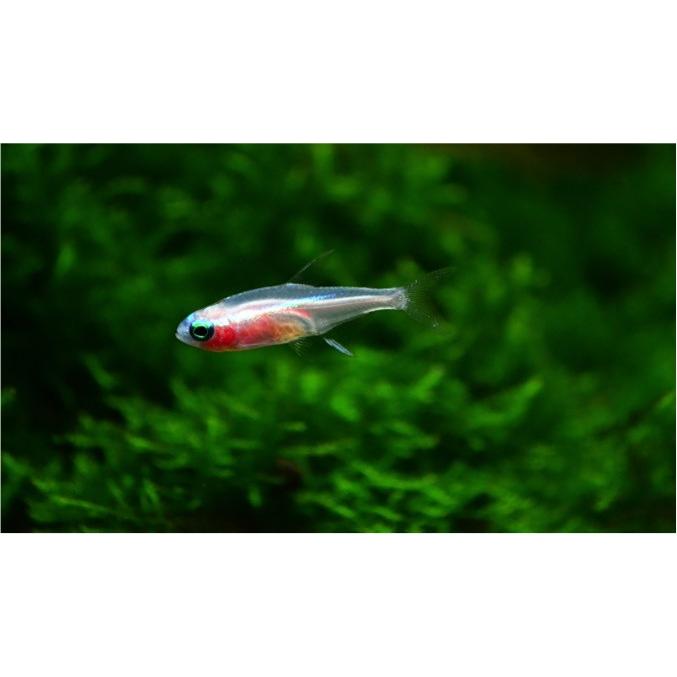熱帯魚 カラシン ホワイトネオンテトラ 1 5cm 10匹 Kara0601 2 増子水景 通販 Yahoo ショッピング
