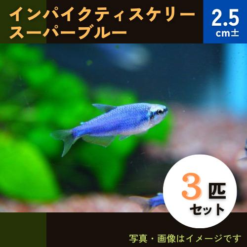 熱帯魚 カラシン インパクティスケリー 2.5cm± 無料サンプルOK 公式ストア 3匹 スーパーブルー