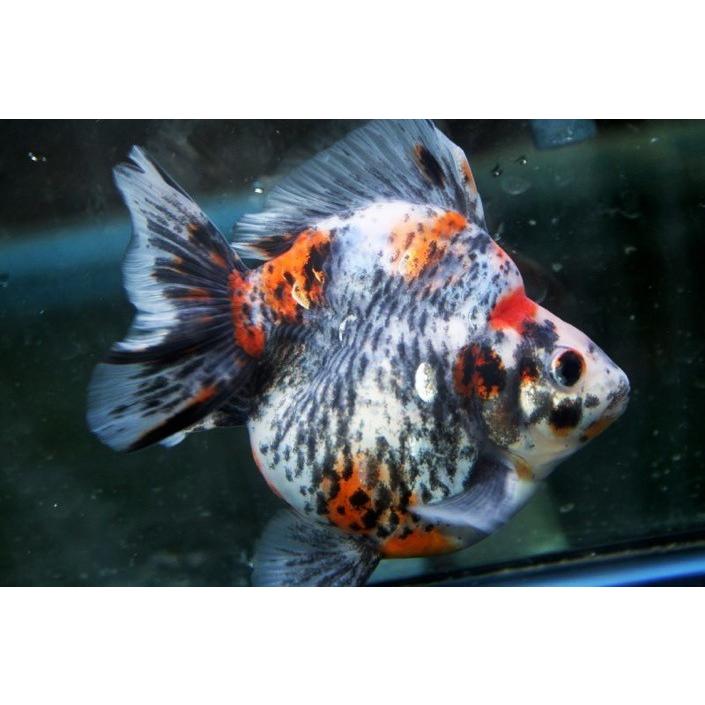 琉金 だるま琉金 トリカラー L 5匹 Ghostpresenter It