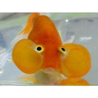 水泡眼 頂天眼 水泡眼 Sm ３匹 Kin1 1045 増子水景 通販 Yahoo ショッピング