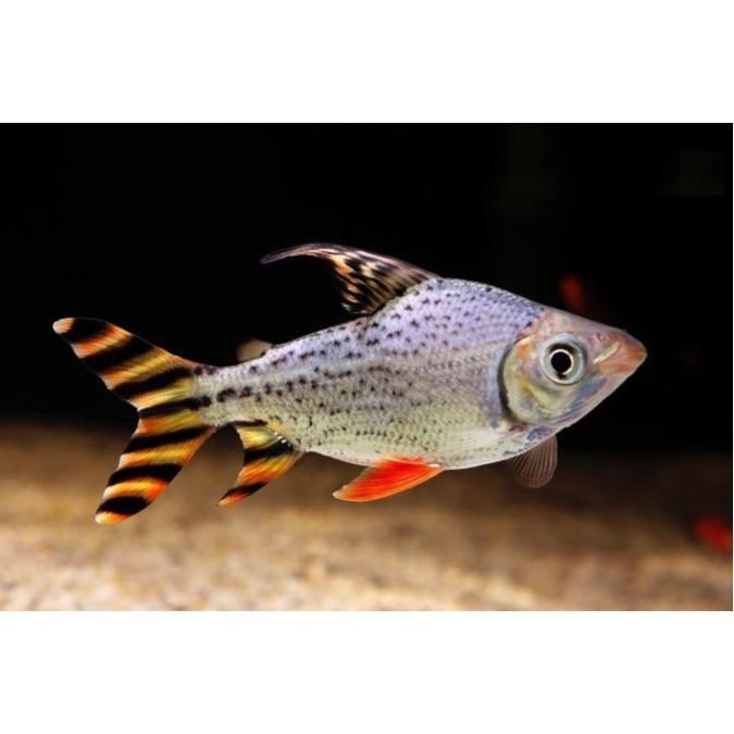 熱帯魚 大型カラシン カラープロキロダス Wild 10ｃｍ 2匹 Ko2329 増子水景 通販 Yahoo ショッピング