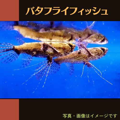 熱帯魚 古代魚 バタフライフィッシュ ５cm １匹 Kod06 23 増子水景 通販 Yahoo ショッピング