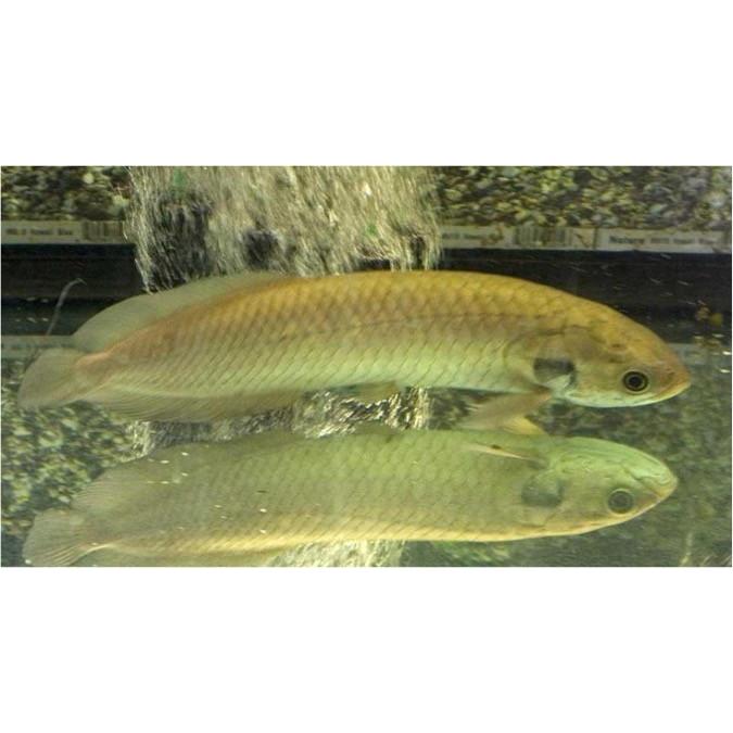 買う格安 熱帯魚 古代魚 ヘテロティス ナイルアロワナ ６cm ２匹 割引特販 Smamdarularqom Sch Id