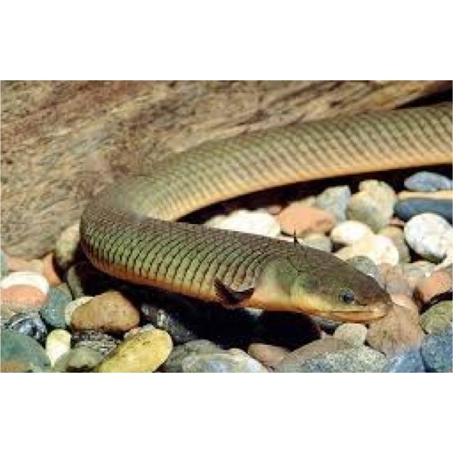 熱帯魚 古代魚 アミメウナギ ２３cm １匹 Kod12 0248 増子水景 通販 Yahoo ショッピング