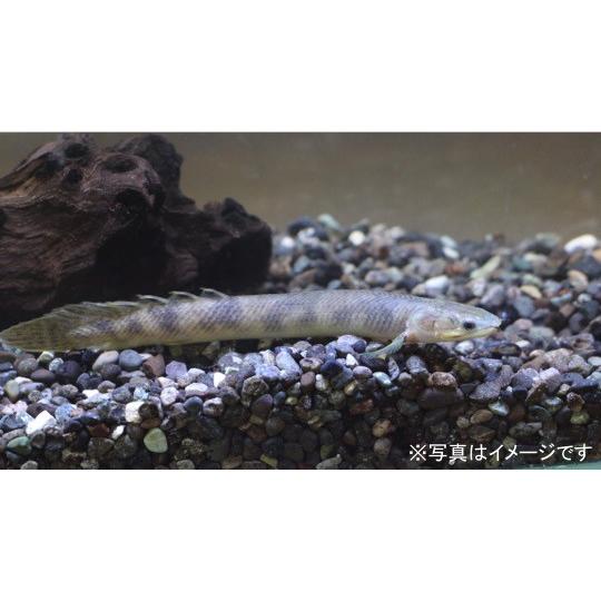 珍しい 熱帯魚 古代魚 ポリプテルス レトロピンニス ７cm ５匹 日本公式品 Salvatori Com Br