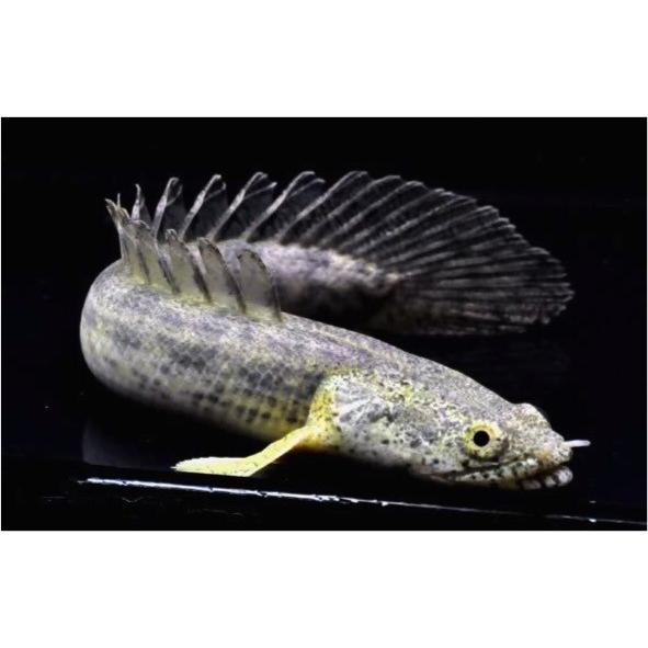 熱帯魚 古代魚 ポリプテルス アンソルギー 9cm ５匹 Purrworld Com
