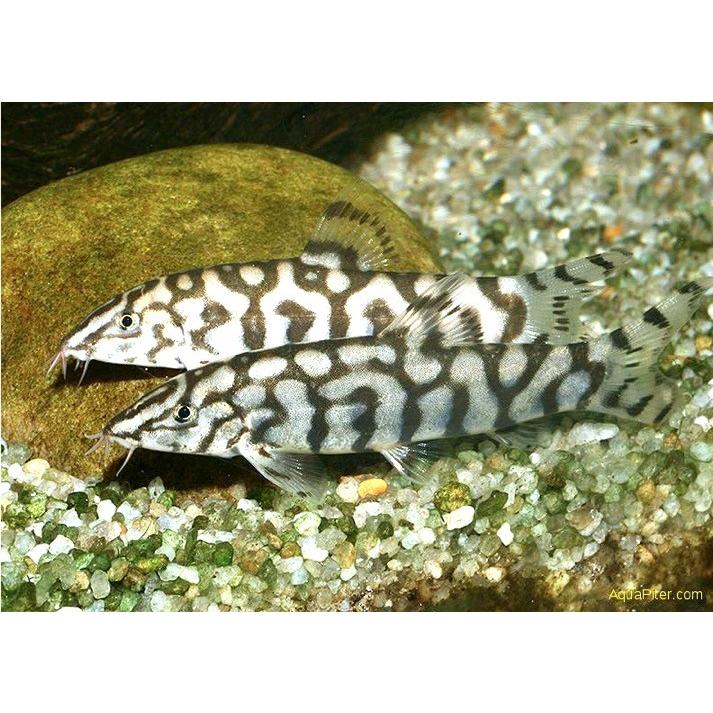 熱帯魚 コイ パキスタンローチ 3cm 10匹 Koi06 1136 増子水景 通販 Yahoo ショッピング