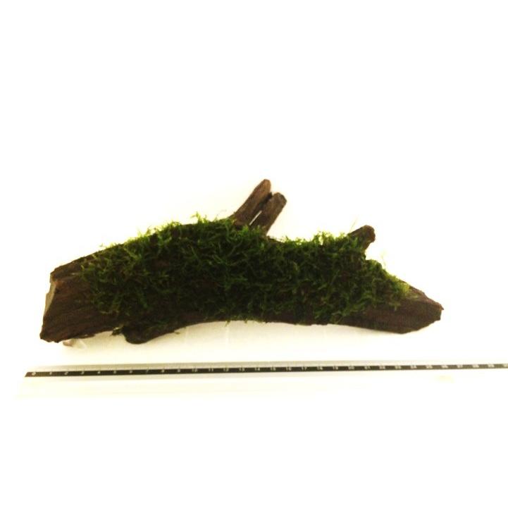水草 Lサイズ流木 ２０cm 南米ウィローモス付き ２個 Kok08 2154 増子水景 通販 Yahoo ショッピング