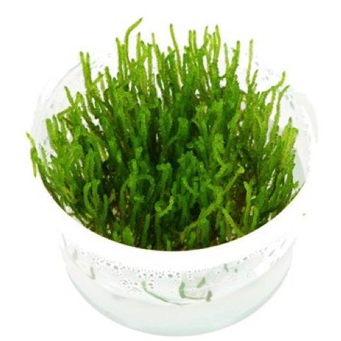 Tropica 水草 フレイムモス １ ２ Grow Tropicaトロピカ 2カップ Lhw0445 増子水景 通販 Yahoo ショッピング