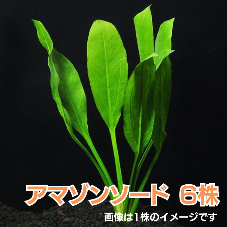 水草 ロゼット型 アマゾンソード ６株 M 増子水景 通販 Yahoo ショッピング