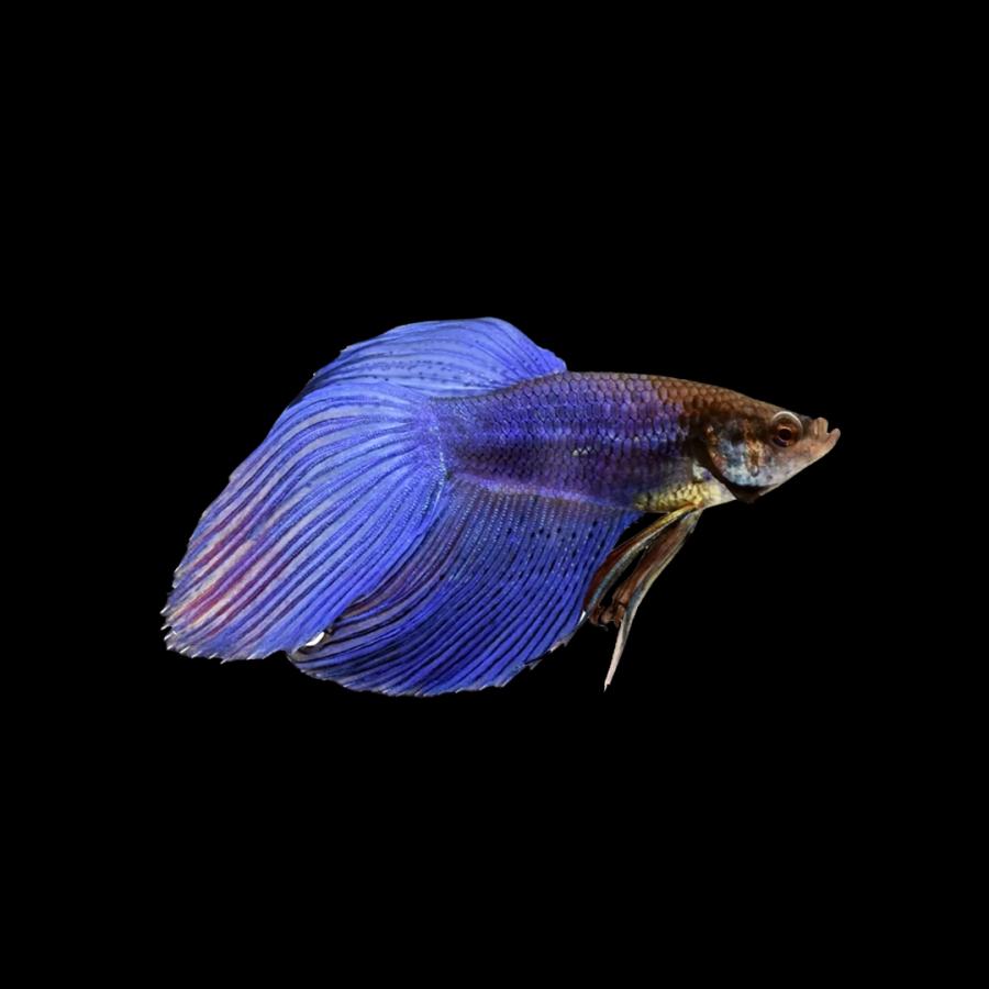 ベタ 熱帯魚 トラディショナル 約4.5cm オス 1匹 (色・模様おまかせ