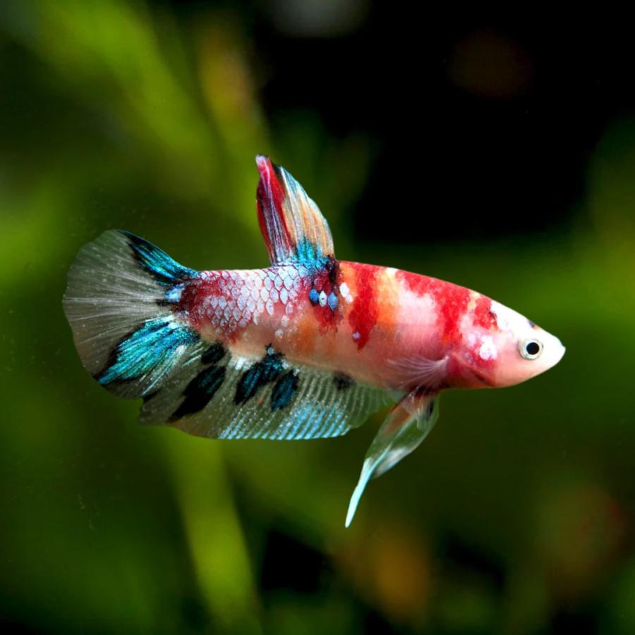 ベタ 熱帯魚 プラガットハーフムーン コイカラー 約4cm オス 1匹 (模様 
