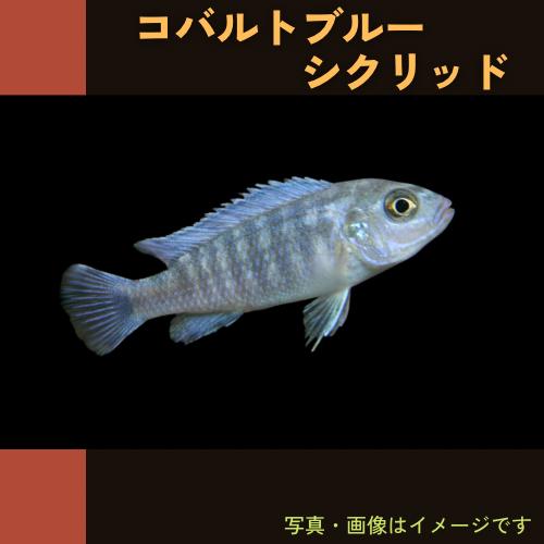 レビューを書けば送料当店負担 熱帯魚 アフリカンシクリッド Hapl アーリー 4cm 50匹 観賞魚生体 Savannah Osc Com
