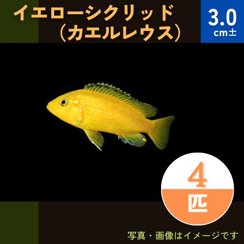 熱帯魚 アフリカンシクリッド イエローシクリッド カエルレウス 4cm 4匹 祝開店 大放出セール開催中