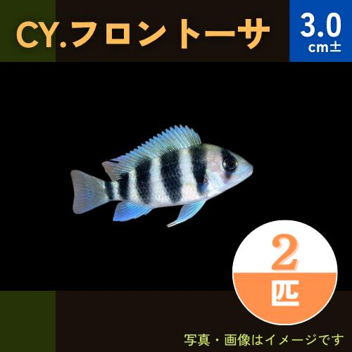 熱帯魚 アフリカンシクリッド Cy フロントーサ 3cm 2匹 Mci0029 増子水景 通販 Yahoo ショッピング