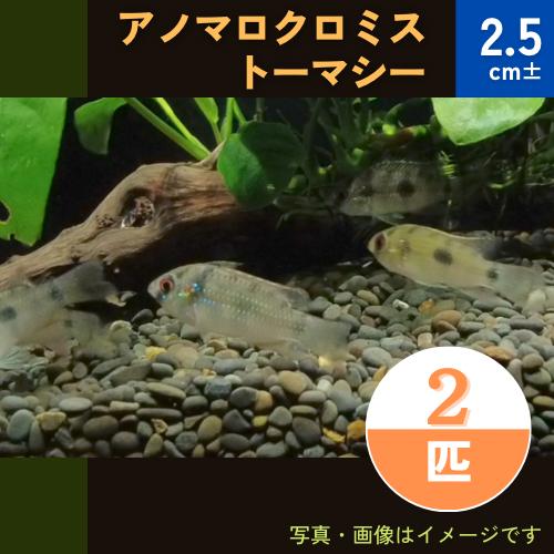 熱帯魚 シクリッド アノマロクロミス トーマシー 2 5cm 2匹 Mci0032 増子水景 通販 Yahoo ショッピング