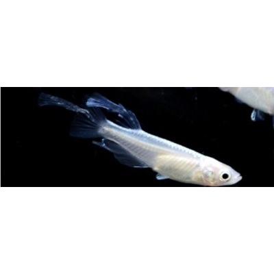 メダカ 幹之スワローメダカ ３匹 Radio Ognjisce Si