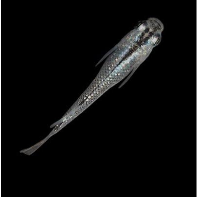 メダカ 黒ラメ幹之メダカ ５匹 Purrworld Com