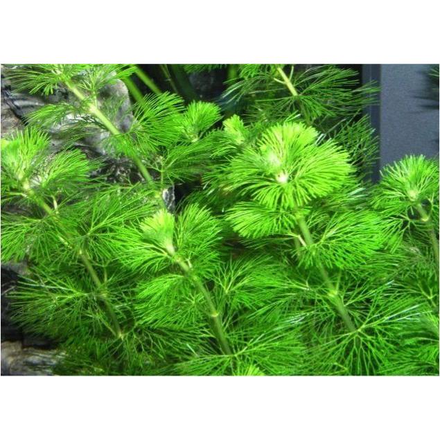 有茎草 水草 カボンバ １束分 Mizuk0015 増子水景 通販 Yahoo ショッピング