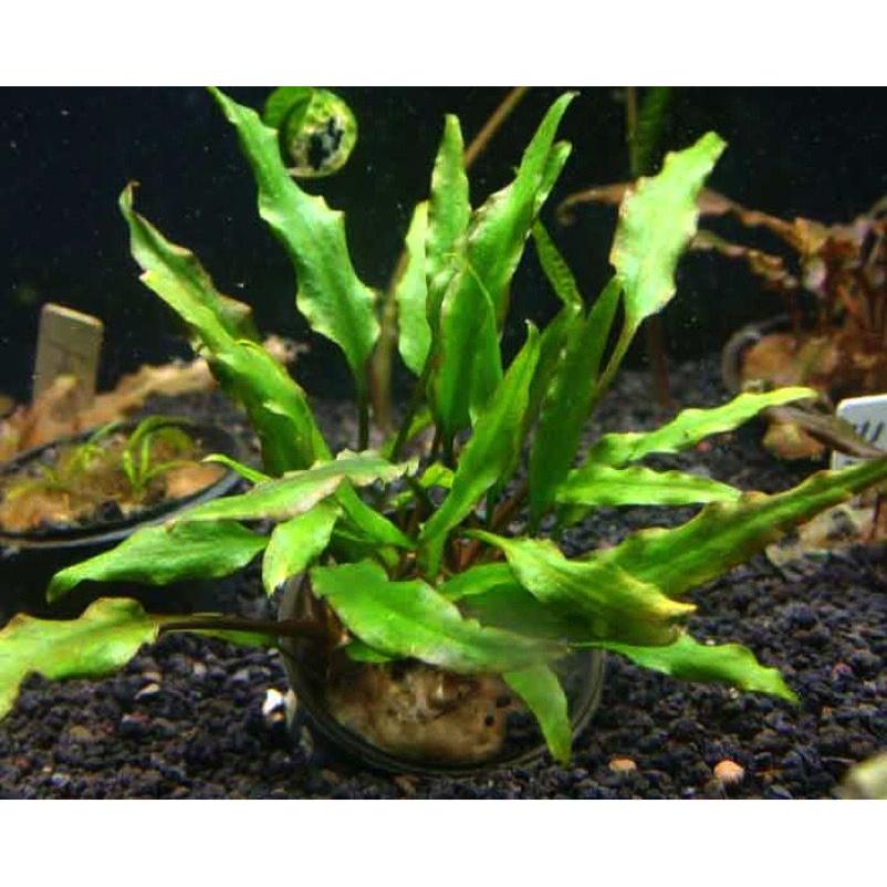 水草 クリプトコリネ ルテア 1pod Mizuk0106 増子水景 通販 Yahoo ショッピング