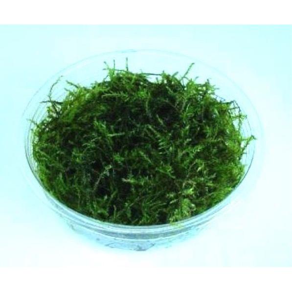 水草 ウィローモス Sカップ 史上最も激安 １個