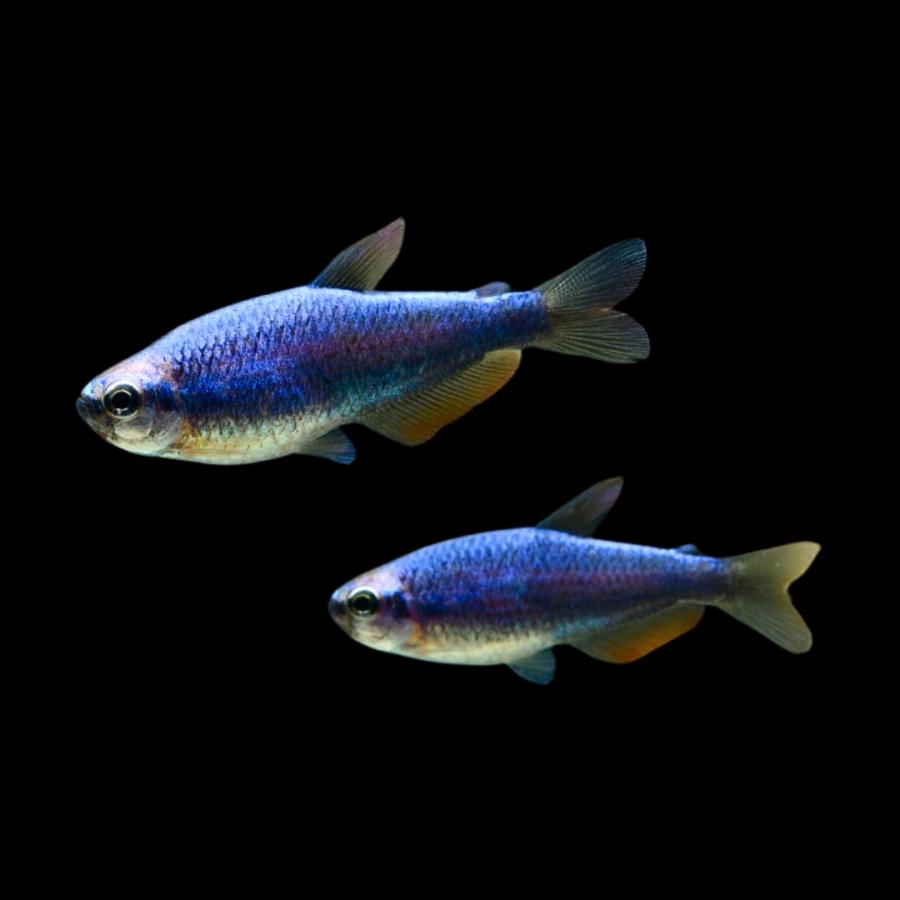 熱帯魚 カラシン インパイクティスケリー スーパーブルー Mサイズ 約