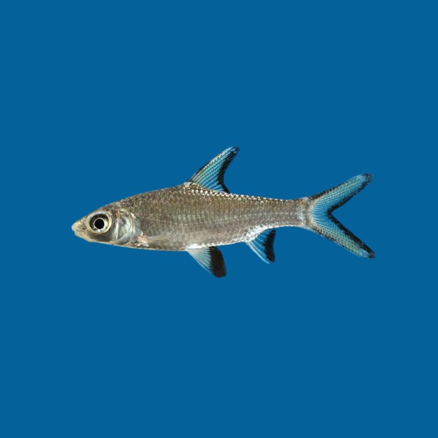 熱帯魚 コイ科 シルバーシャーク 約4cm 9匹 【大型水槽の遊泳魚 