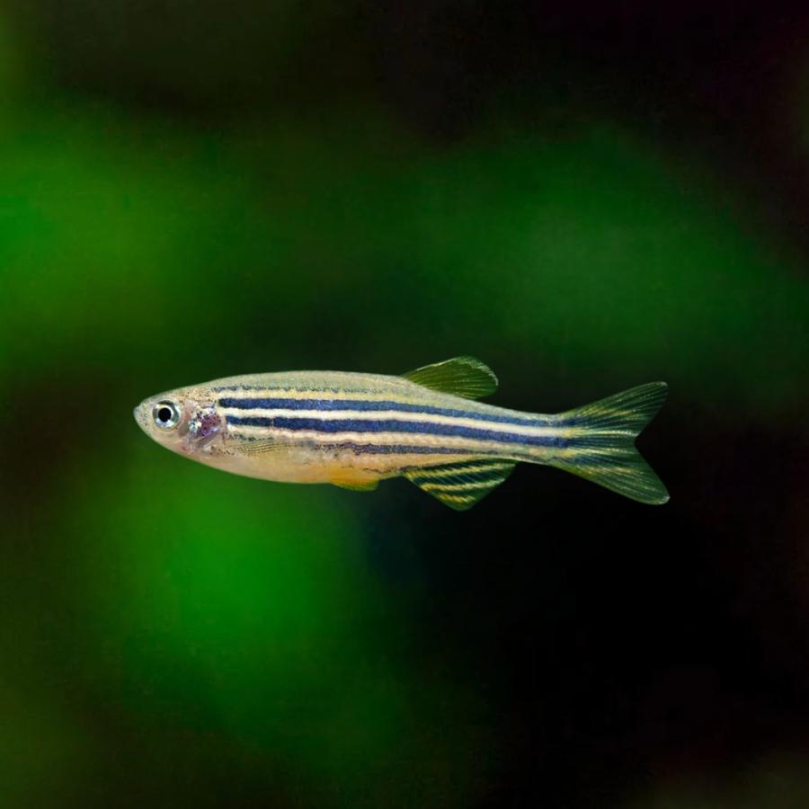 熱帯魚 熱帯魚 ゼブラフィッシュ ゼブラ・ダニオ Mサイズ 約2.5cm 150匹【研究