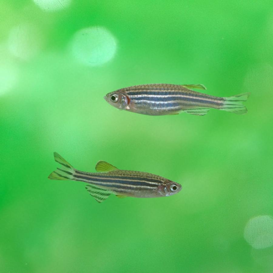 熱帯魚 ゼブラフィッシュ ゼブラ・ダニオ Mサイズ 約2.5cm 150匹【研究