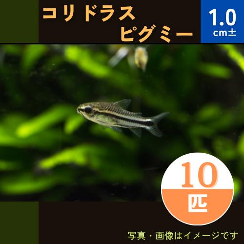 熱帯魚 コリドラス コリドラス ピグミー 1cm １０匹 Mna 増子水景 通販 Yahoo ショッピング
