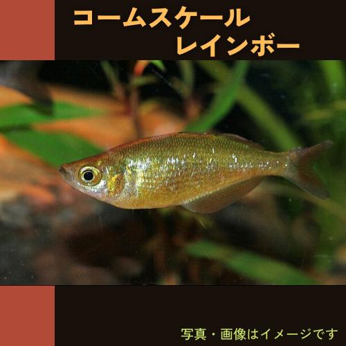熱帯魚 レインボーフィッシュ コームスケールレインボー 3cm 3匹 Mfc Taldom Ru