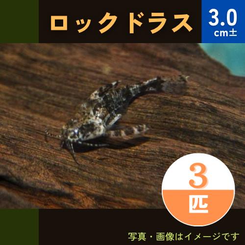 熱帯魚 南米原産ナマズ ロックドラス 3cm 3匹 Nam06 0344 増子水景 通販 Yahoo ショッピング