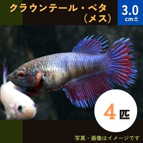 熱帯魚 ベタ ベタ クラウンテール メス4匹 色 模様指定不可 Ndff0040 増子水景 通販 Yahoo ショッピング