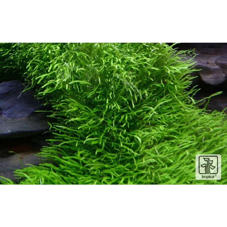 Tropica 水草 ウォーターローン 3カップ 1 2 Grow Ndhf0053 増子水景 通販 Yahoo ショッピング