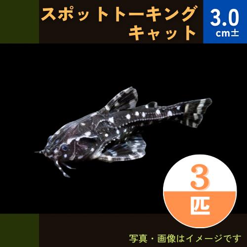 熱帯魚 ナマズ スポット トーキングキャット 3cm 3匹 Num06 0356 増子水景 通販 Yahoo ショッピング