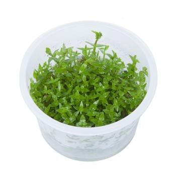 Tropica 水草 グラティオラ ヴィスキデューラ １ ２ Grow Tropicaトロピカ ２カップ Owgew045 増子水景 通販 Yahoo ショッピング