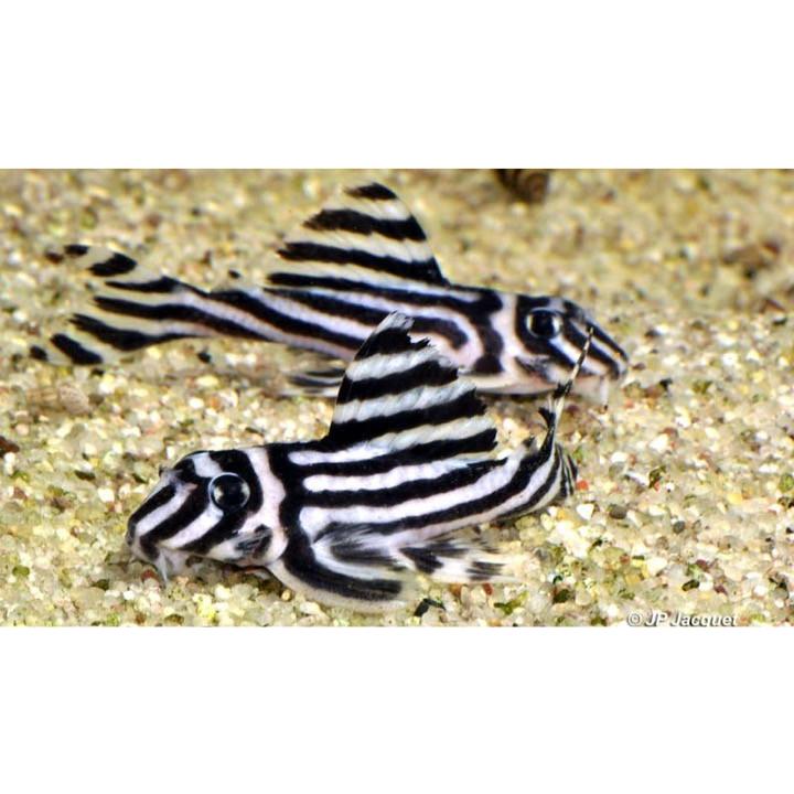 最適な価格 熱帯魚 プレコ インペリアル ゼブラ プレコ 3cm 1匹 公式の Www Thedailyspud Com