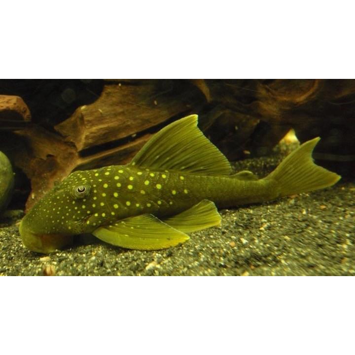 熱帯魚 プレコ グリーンイエローフィン ペコルティア 5cm 1匹 Pre09 1954 増子水景 通販 Yahoo ショッピング