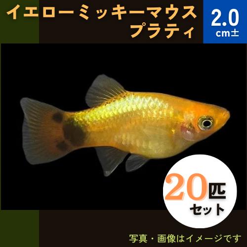 熱帯魚 カダヤシ メダカ イエローミッキーマウスプラティ ３０匹 Pula0129 14 増子水景 通販 Yahoo ショッピング
