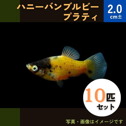 新品登場 熱帯魚 プラティ ハニーバンブルビー 10匹 2cm