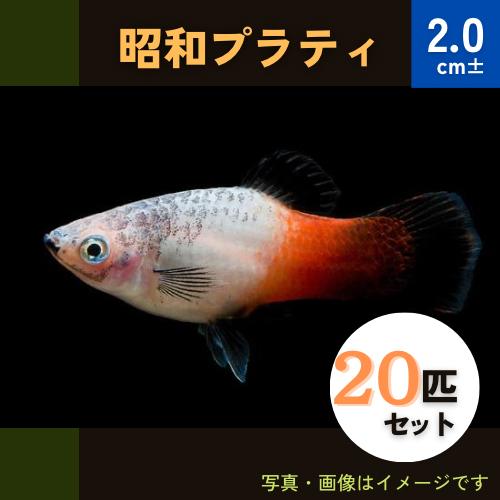 新品本物 熱帯魚 カダヤシ メダカ 昭和プラティー 30匹 Pula0129 29 増子水景 通販 Yahoo ショッピング 格安 Www Jolimmo Ch