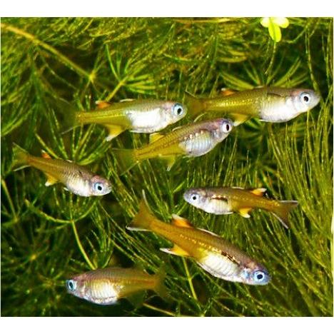 熱帯魚 レインボーフィッシュ サザンブルーアイレインボー Smサイズ １５匹 Rei06 0913 増子水景 通販 Yahoo ショッピング