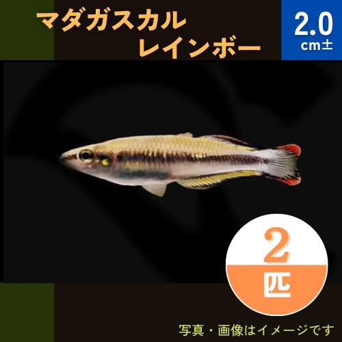 熱帯魚 レインボーフィッシュ マダガスカルレインボー Smサイズ 15匹 Rei06 0950 増子水景 通販 Yahoo ショッピング