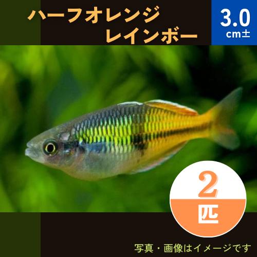 セール 熱帯魚 レインボーフィッシュ ハーフオレンジレインボー 2匹 3cm