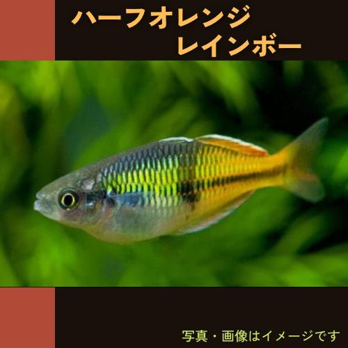 熱帯魚 レインボーフィッシュ ハーフオレンジレインボー Smサイズ 1匹 Rei08 00 増子水景 通販 Yahoo ショッピング
